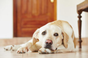 5 Vet-Approved Tips for Calming an Anxious Dog